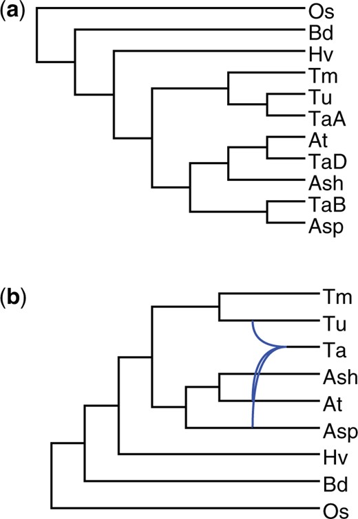 Bread wheat phylogenies. The taxa are “TaA” (Triticum aestivum A subgenome), “TaB” (T. aestivum B subgenome), “TaD” (T. aestivum D subgenome), “Tu” (T. urartu), “Tm” (T. monococcum), “Ash” (Aegilops sharonensis), “Asp” (Ae. speltoides), “At” (Ae. tauschii), “Hv” (Hordeum vulgare), “Bd” (Brachypodium distachyon), and “Os” (Oryza sativa)