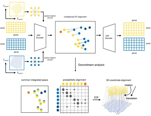 Overview of Graspot algorithm. The inputs of Graspot are multiple spatial transcriptomics slices with gene expression matrices and spatial coordinates. The outputs of Graspot are probabilistic alignment T and common integrated space aligns intrinsic structures of multiple ST slices. Probabilistic alignment matrix T guides the coordinate alignment using weighted ICP algorithm.