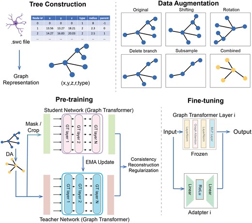MorphRep data processing and training pipeline. Top-Left: We constructed tree-structured data from neuron reconstruction files. Top-Right: Data augmentation on the neuron morphology. Bottom-Left: Pre-training steps of MorphRep. The input data is first passed to the data augmentation module (DA). The augmented view is sent to the teacher network, which is based on graph transformer. The augmented view is masked or cropped and then sent to the student network with the same architecture. The student network output and the teacher network output are used to compute consistency loss, reconstruction loss and regularization loss to optimize the parameters. The teacher network is updated using exponential moving average of the student network. Bottom-Right: When fine-tuning MorphRep on downstream tasks including neuron cell type classification, we add an adapter module inside each transformer layer. The input is passed to the original transformer layer modules and adapter module at the same time. The pre-trained transformer parameters are frozen and only the adapter parameters are updated. Figure created with Biorender.com.