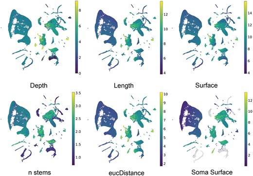 The characterization of MorphRep on neuron shape space. UMAP visualization of pre-trained MorphRep embeddings with respect to a wide range of neuron morphometric features. Neurons with distinct morphometric features form distinct groups in the MorphRep embedding space.