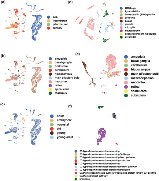 UMAP visualization of neuron morphology embeddings generated by MorphRep. A(B) denotes the visualization of neurons in A colored by B. (a) Mouse (primary cell type). (b) Mouse (primary region). (c) Mouse (age). (d) Mouse hippocampus (secondary cell type). (e) Mouse interneuron (primary brain region). (f) Mouse principal cell-medium spiny cell (tertiary cell type). An extended version of this figure is Supplementary Fig. S2.