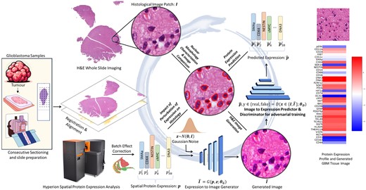 The Ouroboros pipeline allows simultaneous generation of virtual H&E images from protein expression and prediction of spatially localized protein expression from H&E images. For this purpose, two consecutive sections of glioblastoma (GBM) samples are obtained. One section is H&E stained for whole slide imaging and the other is used for measurement of spatial expression profiles of 38 different protein markers through the Hyperion system. After preprocessing (alignment/registration, patch-level expression averaging, and batch effect correction of protein expression data), adversarial training is used to simultaneously train an image generator and a discriminator/predictor. The generator can generate synthetic H&E images from the given protein expression profile whereas the discriminator cannot only discriminate between real and fake/synthetic images given to it as input but can also predict the expression of proteins in the given input patch. On top of generating H&E images from protein expression and predicting protein expression from H&E images, this pipeline allows us to analyze the association between protein expression and morphological features of histology and to study the effects of perturbing protein expression on tissue morphology.