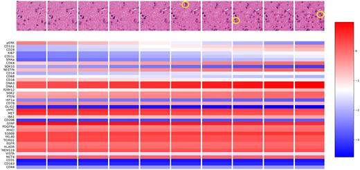 Results of interpolation experiment. Protein expression values and corresponding synthetic images generated in testing across 10 linear interpolation steps (left to right). New emerging cells after protein expressions perturbations are circled in yellow color.