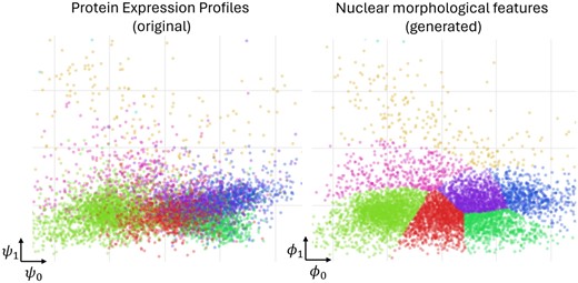 Results of feature space alignment between protein expression and morphological features of generated image patches, revealing a clear link between protein expression and nuclear morphology of generated images. Each plot visualizes individual patches as dots. The left plot shows true protein expression profiles (originally 38D) of tissue spots in a 2D space (ψ), while the right plot similarly shows 63 morphological features of nuclei from our generated images (ϕ). There is a one-to-one correspondence between dots across both plots. We applied canonical correlation analysis for dimensionality reduction, with eight distinct colors representing clusters identified by a Gaussian mixture model applied to nuclear features of generated image patches. The consistent clustering between both plots underscores a strong correlation between protein expression and nuclear morphology of generated images, validating our generative model’s effectiveness.