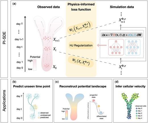 Overview of PI-SDE. (a) PI-SDE combines neural SDEs and physics-informed insights to learn cellular dynamics from time-series scRNA-seq data. Specifically, we depict cellular differentiation as diffusion processes governed by SDEs with both drift and diffusion coefficients modeled through separate neural networks. By integrating HJ regularization, the resulting physics-informed loss function guides our model to find the optimal potential landscape with accurate prediction and biological interpretability. PI-SDE takes the input of time-series scRNA-seq data and outputs (b) the predicted unseen data, (c) the reconstructed energy potential landscape that resembles the original Waddington landscape, and (d) the inferred cellular velocity.