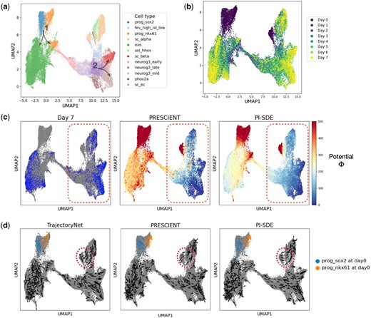 Reconstruction of potential energy landscape in pancreatic β-cell differentiation. (a) UMAP projections of cells sampled from stage 5 of pancreatic β-cell differentiation. Cells are colored according to their assigned cluster. Arrows indicate two key bifurcations. (b) UMAP plot projections of cells colored by time points. (c) Visualization of cells at final time point (left), potential energy landscape learned by PRESCIENT (middle) and PI-SDE (right). (d) Velocity for a random sample of observed cells inferred by TrajectoryNet (left), PRESCIENT (middle), and PI-SDE (right).