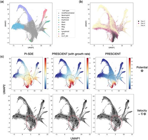Reconstruction of potential energy landscape in mouse hematopoiesis. (a) UMAP projections of cells sampled in mouse hematopoiesis. Cells are colored according to their assigned cluster. (b) UMAP plot projections of cells colored by time points. (c) Visualization of potential energy landscape and velocity learned by PI-SDE (left), PRESCIENT with estimated growth rate (middle), and PRESCIENT without estimated growth rate (right).
