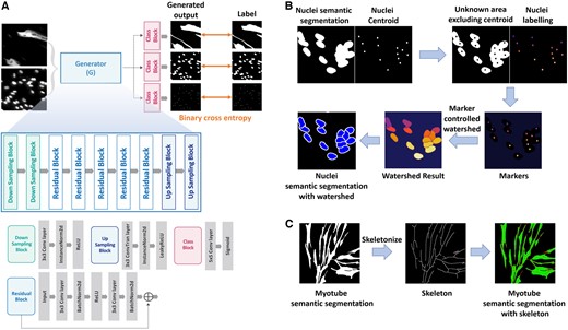 (A) is the architecture of the deep-learning model for myotube segmentation. (B) is the process of segmenting the nuclei by applying a marker-controlled watershed algorithm to nuclei semantic segmentation images and nuclei centroid images, which are the results of a deep learning model. (C) is the process of predicting the branch of each myotube by performing skeletonization from myotube semantic segmentation.