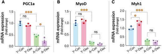 Changes in gene expressions related to skeletal muscle differentiation. mRNA expression levels for (A) PGC1a, (B) MyoD, and (C) Myh1 (n = 3) (*P < 0.05; **P < 0.01; ***P < 0.001; compared to young control).