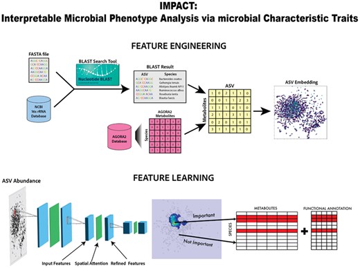 Overview of IMPACT. Schematic overview of IMPACT feature engineering and feature learning to obtain feature importance for species considering metabolite and functional annotation information.