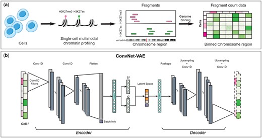 Overview of ConvNet-VAE. (a) For each cell, the fragments of each measured epigenomic modality are acquired by multimodal single-cell epigenome profiling (e.g. H3K27ac + H3K27me3). Followed by genome binning, we obtain the fragment count data with dimension cell × modality × bin. (b) ConvNet-VAE applies 1D convolution and learns low-dimensional representations of the cells from the binned multimodal fragment count of input.