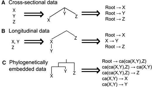 Data types in accumulation modelling, and casting them as trees. (A) Cross-sectional data. Independent observations X, Y, Z can be represented as independent lineages branching from an initial state (the root of a polychotomous tree). The source data are then the set of independent transitions from the root state to each observation. (B) Longitudinal data. Each independent series can be represented as an independent lineage branching from an initial state, with progressive observations in a series following that lineage. The source data are then transited from the root to each lineage’s ancestor, then transited within the lineage. (C) Phylogenetic data. With a phylogeny, transitions are independent ancestor–descendant pairs. Ancestral states (ca, common ancestor) can be reconstructed using phylogenetic methods and/or invoking assumptions about the dynamics of the particular evolutionary process.