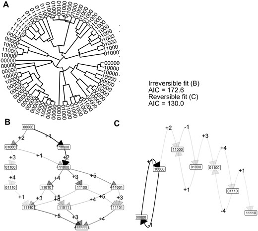 Capturing irreversible and reversible accumulation dynamics with the Mk model. (A) Observations of different states of a reversible process on the tips of a 64-node randomly-simulated tree. (B) Inferred transition graph for these data, using an irreversible model. Node labels give different states; edge labels give the feature that is gained (+) or lost (−) at each transition, but in this irreversible case no feature losses (−) are allowed. The darkness of an edge gives its rate: darker edges have higher associated transition rates. (C) Inferred transition graph for these data using a reversible model. The AIC values for the full fitted model, and for the simplified model discarding all edges that do not support flux from the 00000 state (i.e. edges with two or more transitions), are given: the AIC for the irreversible model is lower, reflecting the irreversible generating process. More detail in Supplementary Fig. S4.
