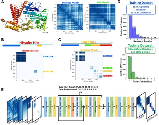 Input features and architecture of DPAM-AI. (A) AlphaFold model of Q5ZSU4 colored in rainbow (top), distance matrix to represent inter-residue distances in the 3D space (left), and PAE matrix to represent the estimated errors in the predicted distances between residues. (B) A 2D matrix to represent evidence derived from similar ECOD domains to the query protein found by Hhsuite sequence comparisons. (C) A 2D matrix to represent the evidence derived from similar ECOD domains to the query protein found by Dali 3D structure comparisons. (D) Histograms showing the distribution of domain numbers per protein in the training and testing datasets. (E) The DPAM-AI architecture.