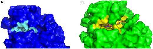A comparison of the apo and holo CBS. (A) The holo structure of plant pseudokinase binding AMP (4i94) in surface representation. (B) The apo structure of the same protein (4i92) in surface representation—the right part of the binding site is altered.