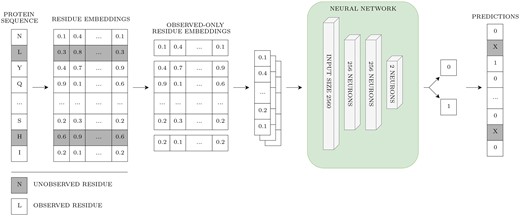 Overview of the pLM-NN. Grey coloring depicts unobserved residues. The prediction was not made for the unobserved residues, as the embeddings for unobserved residues were discarded for the sake of fair comparison with structure-based methods.