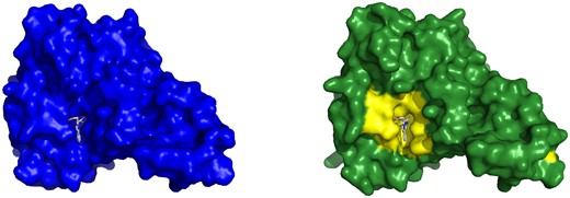 Example of a Cryptosite pair with pocket RMSD smaller than 2 Å without a major change of the binding pocket. Bacterial esterase in the apo form (1qlw, left) and in the holo form (2wkw, right) with W22 ligand. Two structures were aligned and W22 from the holo structure is also shown in the aligned apo structure binding pocket to visualize the fit of the ligand into the apo structure. The binding site in both structures is almost identical.