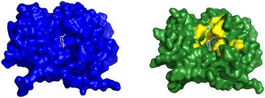 Example of Cryptosite pair with pocket RMSD smaller than 2 Å with a major change of the binding pocket. Ricin in the apo form (1rtc, left) and in the holo form (1br6, right) with PT1 ligand. Two structures were aligned and PT1 from the holo structure is shown also in the aligned apo structure binding pocket to visualize the fit of the ligand into the apo structure. Tyr 80 sidechain conformation obstructs the ligand-binding site in the apo form.