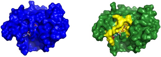 Example of a CBS from CryptoBench dataset. Cobyrinic acid a, c diamide synthase in the apo form (4pfs, left) and in the holo form (5if9, right) with ATP analog ANP. Two structures were aligned, and ANP from the holo structure is shown also in the aligned apo structure binding pocket to visualize the fit of the ligand into the apo structure. Residues Gly 21 to Ala 23 extend into one more turn of a helix in apo structure while they turn into a loop in the holo structure. This extra turn of helix in apo structure occupies the ligand-binding site.