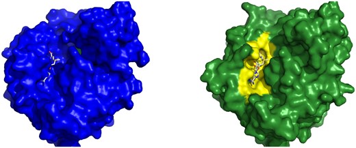 Example of a CBS from CryptoBench dataset. Cap-specific mRNA methyltransferase in the apo form (4n4a, left) and in the holo form (4n49, right) with SAM in the binding pocket. Two structures were aligned and SAM from the holo structure is shown also in the aligned apo structure binding pocket to visualize the fit of the ligand into the apo structure. The loop covering residues Ala 277 to Pro 280 has a different conformation in apo structure, which changes the binding pocket.