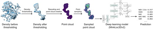 Schematic representation of the proposed ligand recognition pipeline. Example presenting the processing of a nicotinamide adenine dinucleotide ligand from 2.10 Å cryoEM PDB deposit 8fuz (residue A 602). An initially selected fragment of a difference map (represented here at a 2.8σ threshold) is given a new density threshold based on reducing zero inflation and quantile thresholding. The map fragment is then resampled into a 0.2 Å grid, voxel values are rescaled, and the grid is transformed into a point cloud. From the point cloud, 2000 points are selected (using uniform maximum point selection) and fed into a deep learning model that outputs a list of ligand group scores.