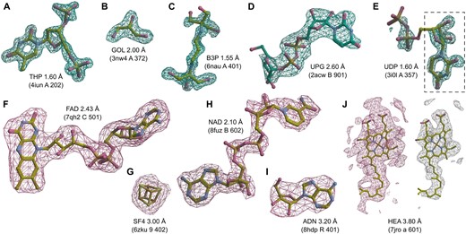 Examples of ligand identification using the proposed MinkLoc3Dv2 model. (A–D) Examples of correctly predicted X-ray ligands. (E) Uridine-5ʹ-diphosphate (UDP) misclassified as uridine (URI, black dashed frame). (F–I) Examples of correctly predicted cryoEM ligands. (J) Heme A (HEM) misclassified as a rare ligand due to incorrect density thresholding. Each ligand is labeled by its Chemical Component Dictionary ID, structure resolution, and (in parentheses) the PDB ID, chain, and residue number. X-ray diffraction ligands (A–E) shown in green mesh based on Fo–Fc maps contoured at 2.8σ calculated after removal of solvent and other small molecules (including the ligand) from the model. CryoEM ligands (F–J) depicted in pink mesh based on difference maps contoured according to the proposed automatic density thresholding method (13.642, 3.385, 17.997, 7.850, and 5.613 V for panels F–J, respectively). The white mesh in panel J shows a manually selected contour threshold of 11.000 V. Atomic coordinates were taken from the PDB deposits.