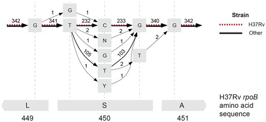 The POA subgraph surrounding the 450th amino acid in M. tuberculosis H37Rv rpoB (red dashed edges) captures extensive allelic diversity in other references (black edges). Grey squares represent nodes in the POA graph labeled with a base or an IUPAC code representing uncertainty about the base at that site (N: any base, Y: C or T). Edges are labeled with the number of genomes that share that edge. The bottom grey rectangles represent the H37Rv amino acid sequence.