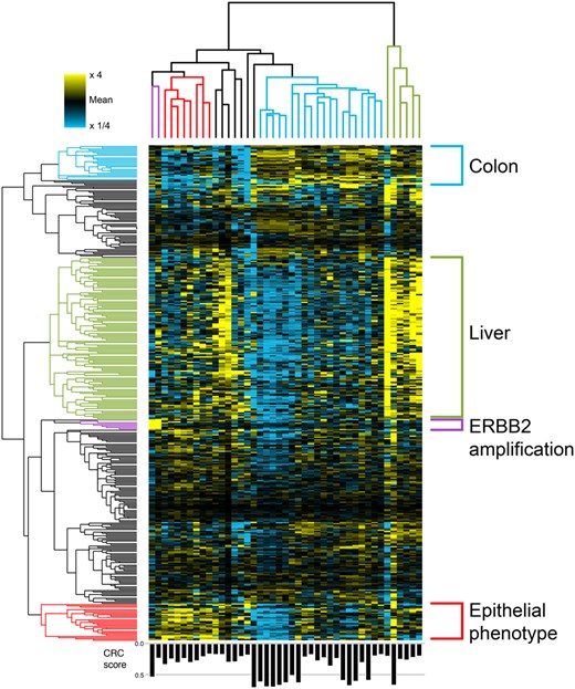 Clustering of the CRC-related posterior profiles (relative to the mean signal of each gene, with color saturation at 4-fold increase/decrease) in 383 genes that are significantly higher in the CRC-related component mean compared to the other components, and additional six genes that are in the ERBB2 amplification. Four sample — gene clusters were identified: ERBB2 amplification (purple), samples with an epithelial phenotype (red), samples with specific colon behavior (light blue) and samples with high liver signal (green). Only samples with weight >15% in the CRC-related component were considered. Samples weight in the CRC-related component (W4) are indicated in the bar plot in the lower panel.
