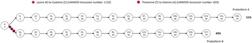 The graphical illustration of the quantification results for case 2. The original protein is sp|P77690|ARNB_ECOLI with 74 amino acids. The two numbers on each nodes represent the peak number and node number in the alignment, respectively.