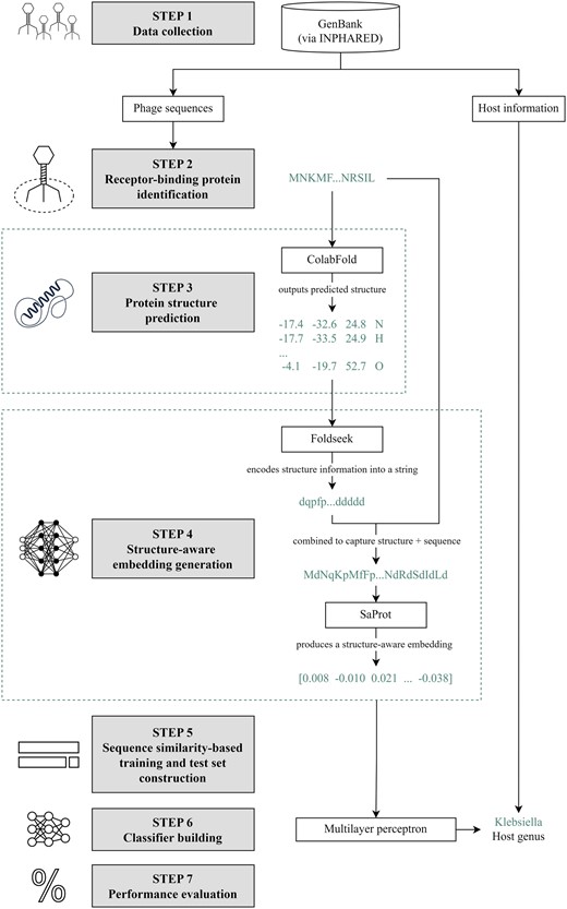 Methodology. Step 1: We collected phage genome and protein sequences from GenBank (Benson et al. 2007) using INPHARED (Cook et al. 2021). Step 2: Receptor-binding proteins (RBPs) were identified following the methodology in our previous work (Gonzales et al. 2023). Step 3: We fed the RBP sequences to ColabFold (Mirdita et al. 2022) to predict their structures. Step 4: The proteins, alongside their predicted structures, were fed to SaProt. For a protein of length n, the input to SaProt is 〈(r1,f1),(r2,f2),…,(rn,fn)〉, where 〈r1,r2,…,rn〉 is the sequence representation and 〈f1,f2,…,fn〉 is the structure representation from Foldseek (van Kempen et al. 2024). SaProt outputs the structure-aware vector representations (embeddings). Step 5: In constructing our training and test sets, we partitioned our dataset with respect to different train-versus-test sequence similarity thresholds via CD-HIT (Fu et al. 2012). Step 6: We built a two-hidden-layer perceptron that takes in the SaProt embedding of an RBP as input and outputs the host genus from among the ESKAPEE genera. Step 7: We evaluated our model’s performance. Icon sources: Bacteriophage: https://static.thenounproject.com/png/1372464-200.png; Deep learning: https://static.thenounproject.com/png/2424485-200.png; Isolated icon of a neural network. concept of artificial intelligence, deep learning and machine learning: https://t4.ftcdn.net/jpg/04/30/22/13/360_F_430221349_N1HJUZArv5f4dhmzOYUzuCpxGQZ5rTO5.jpg; Percentage free icon: https://cdn-icons-png.flaticon.com/512/156/156877.png; Protein structure flat simple icon: https://t4.ftcdn.net/jpg/04/30/22/13/360_F_430221349_N1HJUZArv5f4dhmzOYUzuCpxGQZ5rTO5.jpg.