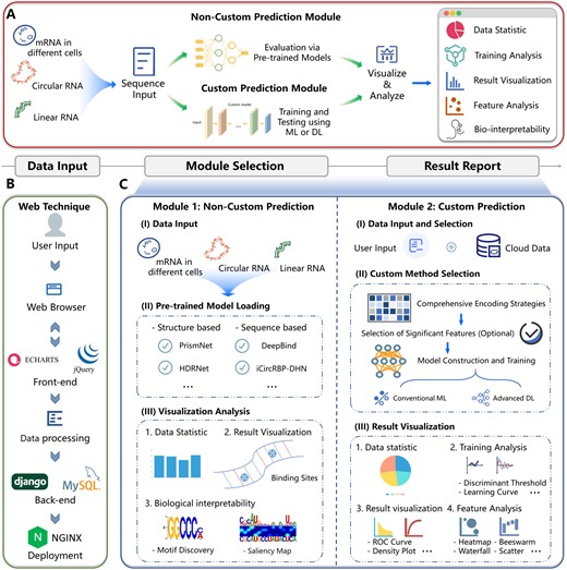 Overview of the EnrichRBP platform. (A) EnrichRBP contains four modules: the data input module, the non-custom prediction module, the custom prediction module, and the result reporting module. (B) The web technique of EnrichRBP. (C) The workflow of the two functional modules. The non-custom prediction module has three stages: (i) data input; (ii) pre-trained model loading; and (iii) visualization analysis. The custom prediction module has the following stages: (i) data input and selection; (ii) custom method selection; and (iii) results visualization.