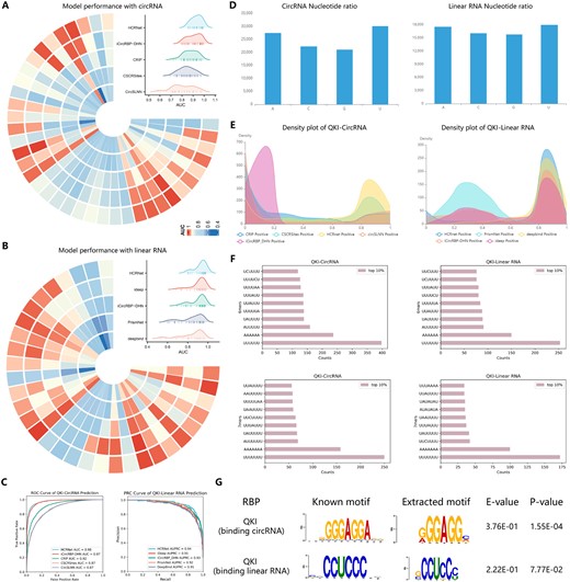 The prediction analysis of different models in EnrichRBP. (A and B) The Circos heatmaps and Mountain plots of the AUC scores for each of the five methods on the 37 and 31 RBP datasets, respectively. (C) The ROC curve representing the model’s performance in predicting QKI binding sites on circRNA datasets and the PRC curve showcasing the prediction performance for QKI binding sites on linear RNA datasets. (D) Histogram of the nucleotide frequency distribution of the target set sequences. (E) Density distribution of the prediction confidence for the different deep-learning models. (F) The 6, 7-mer counts in the top 10% of the positive samples for QKI, ranked by their prediction scores. (G) The motif analysis on QKI datasets using the MEME method.