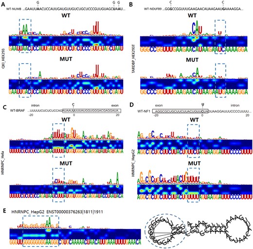 Assessing the impact of sequence variants using saliency maps. Sequences of the wild-type and mutant constructs, where mutations are shown in bold letters and the corresponding saliency maps for QKI, TARDBP, and HNRNPC. WT binding sites before and potential binding sites after mutation are shown by dashed boxes. (WT) wild-type; (Mut) mutant. (A and B) Potential variants of QKI and TARDBP binding events in the NUMB and NDUFB9 genes, respectively. (C and D) The exonic mutations of the HNRNPC binding targets near splice sites for genes BRAF and NF1, respectively. (E) Identified G-quadruplex structures.