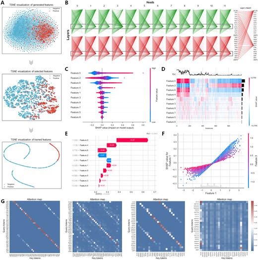 The visualization of feature analysis and model interpretation by EnrichRBP. (A) The t-SNE flow graph shows the clustering effect of the output of the different intermediate layers of the EnrichRBP platform. (B) Visualization of attention distribution using dynamic global contextual embedding, with attention concentrated in T/G-rich regions. (C and D) The top 10 features that have the greatest impact on RBP binding site identification, revealing how they act in predicting non-binding sites and bindings sites, respectively. (E) Waterfall plot for explanations of individual predictions. (F) Beeswarm plot for the interaction between feature 3 and the other feature. (G) Attention maps illustrating that both local and global contextual semantics can be extracted.