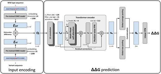The DDGemb model architecture. For input encoding details refer to Section 2.2.1; for ΔΔG prediction see Sections 2.2.2 and 2.2.3.