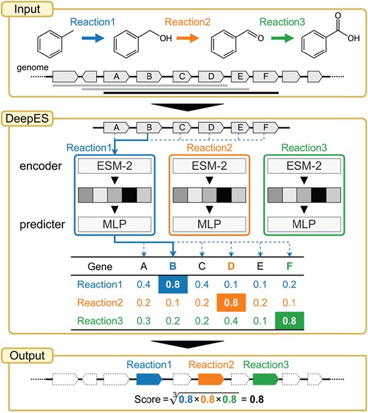 DeepES overview. The flow chart of exploring candidate genes for sequential enzymes using DeepES (our proposed method) consists of a three-step process: DeepES (1) retrieves protein sequences of successive genes in the genome from the input gene list, (2) infers independently the probability that each gene corresponds to each enzyme using the RClass classifiers for the enzyme reactions of interest, and (3) evaluates whether the sequential genes are likely to encode the enzymes for given successive chemical reactions based on a geometric mean of predicted probabilities. MLP, multilayer perceptron.