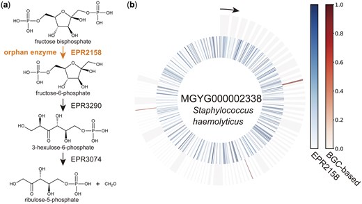 Example of orphan enzyme gene exploration using DeepES. (a) Example of part of a metabolic pathway involving enzymatic reactions by orphan enzymes. This part of energy metabolism by methane producers (EPM0948) and the first reaction (EPR2158) is performed by orphan enzymes. (b) Example of the result of applying DeepES to metagenome-assembled genomes (MAGs). The results for the MAG (MGYG000002338) with the highest score for the sequential enzyme reactions shown in (a) are illustrated. The inner circle represents the results of evaluating the orphan enzyme using only one RClass classifier, and the outer circle represents the results of evaluating the series of enzyme reactions using DeepES. The window size of DeepES is 10.