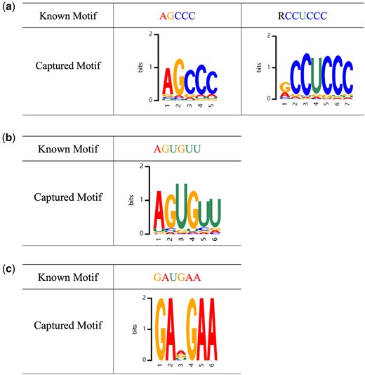 RNALoc-LM captures known motifs associated with subcellular localization in different RNA types. (a) RNALoc-LM captures the motifs “AGCCC” and “RCCUCCC,” both associated with nuclear localization in lncRNAs. (b) RNALoc-LM captures the “AGUGUU” motif in miRNAs, associated with nuclear localization. (c) RNALoc-LM captures the “GAUGAA” motif in circRNAs, which is associated with nucleus localization.