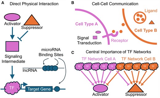 The three lessons of genetic screens in model organisms. (A) Similar cell-specific phenotypes are uncovered from genes that physically interact. These may include members of a signaling pathway, both activators and suppressors, transducers, transcription factors, and their targets. Genes may be regulated indirectly by microRNAs and long non-coding RNAs that act as a sponge for microRNA binding sites. (B) Similar phenotypes may be observed when genes are disrupted from a cell–cell interaction that is required for normal function or to maintain a differentiated state. (C) TF networks make up the bulk of discovery in genetic screens, because many different TFs control the relevant timing and dynamically coded spatial information of a small number of key factors underlying the phenotype.