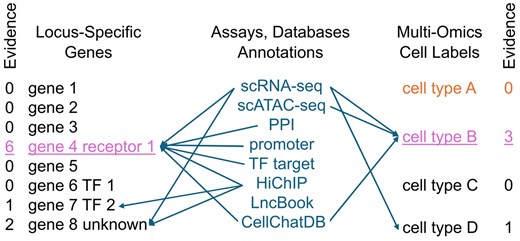 Schematic of how AI might help solve the problem of GWAS functional interpretation. Every genetic association impacts at least one primary target gene (left) in a specific cell type (right). Inference on gene and cell type comes from individual assays, which can affect either gene, cell type, or both simultaneously. The sum of support across all assays and annotations (indicated as “Evidence”) determines the top candidates. This process must be repeated across potentially hundreds of genetic loci, while accounting for and promoting evidence that is consistent with the mechanisms of Fig. 1, with protein–protein interactions being a primary example. Because of the large number of assays, annotations, genes, and cell types involved, the problem is refractory to analysis by relatively simple models.