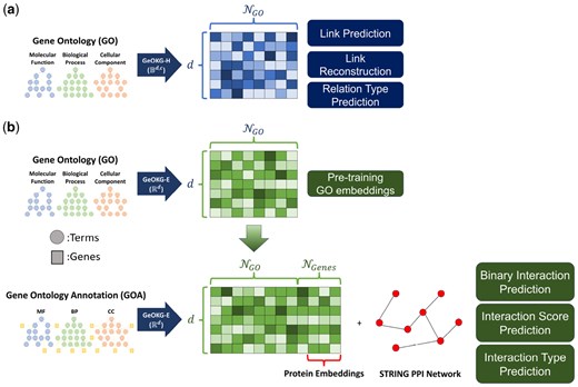 Overview of GeOKG. (a) GeOKG−H: Embeds the Gene Ontology (GO) graph in the hyperbolic space of a Poincaré ball (Bd,c) to preserve its hierarchical structure. Its effectiveness is validated through three GO-level tasks. (b) GeOKG−E: Targets the Gene Ontology Annotation (GOA) graph—comprising both GO terms and genes—using Euclidean space (Rd). This module uses a two-phase training process: initially pre-training on the GO graph to obtain baseline GO term embeddings, followed by fine-tuning on the GOA graph. Only genes corresponding to proteins in the STRING PPI network are selected, with the resulting protein embeddings evaluated via three protein–protein interaction prediction tasks. Here, NGO and NGenes mean the number of GO terms and genes, respectively.