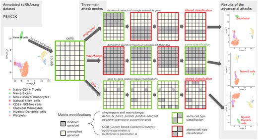 adverSCarial feature overview. Running of the single-gene, max-change and CGD (Cluster-based Gradient Descent) attack algorithms. UMAP representations of the scType-annotated PBMC3k dataset before and after single-gene, max-change or CGD attacks on the Naive B-cell cluster.