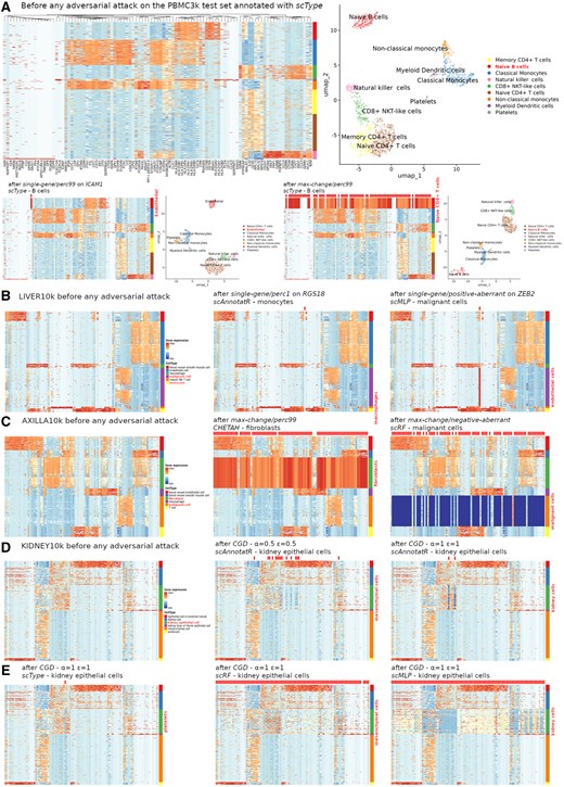 Perceptibility of the changes induced by various adversarial attacks. Classifiers are trained and tested with training and test sets, respectively. On top of each heatmap, applied modifications are marked with discrete ticks, whether visible or not. (A) Hierarchical clustering heatmaps and UMAP representations after classification and annotation with scType, before (on top) and after a single-gene attack (bottom-left) or a max-change attack (bottom-right) on PBMC3k B cells. (B) Hierarchical clustering heatmaps of the most discriminating genes before and after various single-gene attacks of different scRNA-seq classifiers (dataset: LIVER10k). (C) Idem after various max-change attacks (dataset: AXILLA10k). (D) Idem after CGD attacks of incrementing magnitudes (parameters α and ε) on scAnnotatR (KIDNEY10k). (E) Idem after CGD attacks of comparable levels on different classifiers (KIDNEY10k).