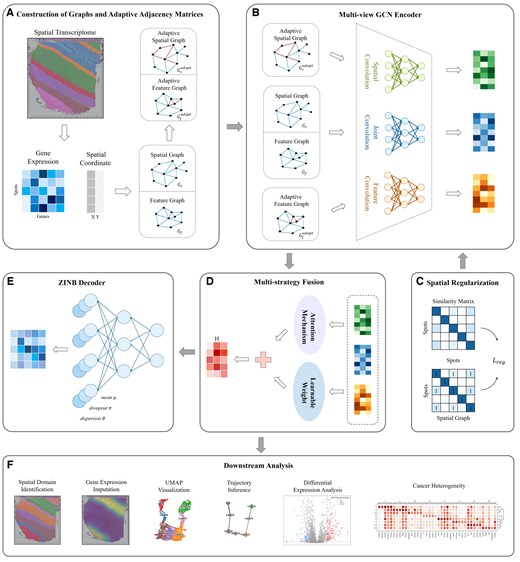 Overview of STMGAMF. (A) Construction of graphs and adaptive adjacency matrices. The spatial and feature adjacency graphs are constructed based on different criteria, and the adaptive adjacency matrix is introduced to adjust the edge weights dynamically. (B) Multi-view GCN encoder. STMGAMF integrates the spatial, feature and their common information in the graph structure using a multi-view GCN encoder. (C) Spatial regularization. STMGAMF preserves the spatial structure using spatial regularization constraints. (D) Multi-strategy Fusion. STMGAMF adaptively integrates spatial, feature and joint embeddings through a multi-strategy fusion mechanism to obtain the final embedding representation. (E) ZINB Decoder. STMGAMF reconstructs gene expression using the ZINB decoder. (F) Downstream analysis. STMGAMF clusters the learned embedding representations and implements downstream analysis tasks.