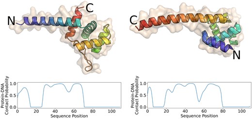 Comparison between an archaeal HTH domain (5 box chain A: 1–111) and an unannotated Asgard sequence. The image displays a crystal structure of an archaeal HTH DNA-binding protein (left) and the AlphaFold structure of an unannotated Asgard protein (OLS30097, right). Xenusia predicts the latter with high confidence to be a DNA-binding protein. The color gradient represents the amino acid positions in the sequence, transitioning from blue at the beginning (N-terminal) to red at the end (C-terminal). Although the two proteins share a remarkably similar structure, their orientation is reversed, indicating a potential result of convergent evolution. The plots below each structure represent the predicted probability of each residue to interact with DNA.