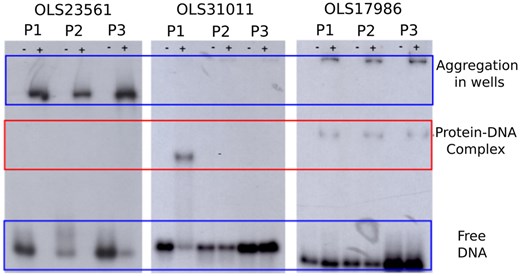 Experimental characterization of three Asgard DNA-binding proteins. The interaction of the three Asgard proteins (OLS23561, OLS31011, and OLS17986) with each three labeled dsDNA probes (P1, P2, and P3) was assessed via gel electrophoresis followed by autoradiography. Wells indicated with a “+” contain protein and DNA, while those indicated with a “−” are the negative control and only contain the DNA probe. OLS23561 does not show monomeric protein–DNA complex formation, only aggregated complexes are detected. OLS31011 only forms a complex with P1, while OLS17986 forms a complex with all three probes. The red box indicates where the band of the monomeric protein–DNA complex should appear.