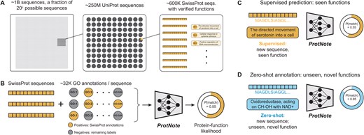 Protein–function annotation with ProtNote. (A) A small fraction of all possible protein sequences are recorded in the UniProt database (The UniProt Consortium 2022). An even smaller portion, available in SwissProt (Boutet et al. 2007), has human-verified functions. Text descriptions of function are assigned Gene Ontology term labels. (B) For a given sequence from SwissProt, positive labels are applicable true SwissProt annotations; negative terms are the labels that do not apply to the sequence and are pulled from the Gene Ontology database (Ashburner et al. 2000; Gene Ontology Consortium et al. 2023). ProtNote is trained on amino acid sequences and the textual descriptions from the positive and negative GO terms and outputs a predicted protein–function likelihood for each input pair. (C and D) At inference, ProtNote can be deployed in both supervised (C) and zero-shot (D) settings. ProtNote takes unseen protein–function pairs as inputs and outputs the probability that the proteins perform the functions they were paired with, in both supervised prediction over seen functions (C) and zero-shot annotation over unseen, novel functions (D).