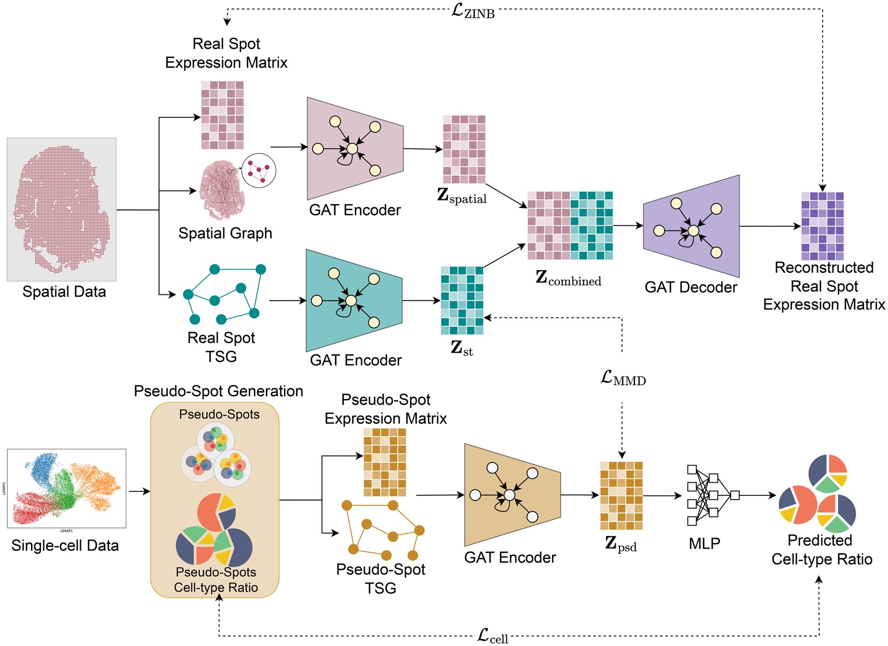 Diagram of the SPIDER workflow for spatial transcriptomics denoising. The model takes real spatial transcriptomics data and reference scRNA-seq data, generates pseudo-spots from the scRNA-seq reference, constructs one spatial graph and two transcriptional similarity graphs, and encodes them with three graph attention branches. A supervised pseudo-spot branch predicts cell-type composition, a domain-alignment module matches pseudo-spot and real-spot embeddings, and a decoder reconstructs denoised gene expression for the real spatial transcriptomics spots.