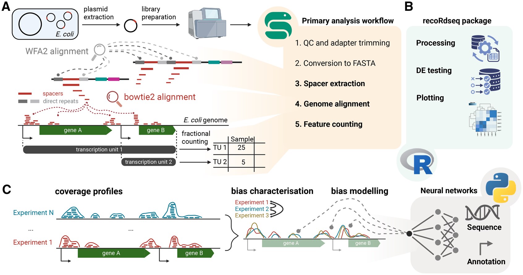 Schematic overview of the end-to-end Record-seq analysis framework. Panel A shows the primary workflow: plasmids are extracted from engineered Escherichia coli, sequencing libraries are prepared and sequenced, reads are quality controlled and adapter trimmed, converted to FASTA, processed to extract spacers from CRISPR direct-repeat contexts, aligned to an E. coli genome reference, and counted against transcription-unit features. Panel B shows secondary analysis in the recoRdseq R package, including data processing and normalization, differential expression testing, and plotting of gene- and transcription-unit-level results. Panel C shows characterization and modeling of spacer acquisition bias, in which normalized spacer coverage profiles from multiple Record-seq experiments are compared across genomic regions and used to train sequence- and annotation-based neural-network models that predict acquisition profiles.