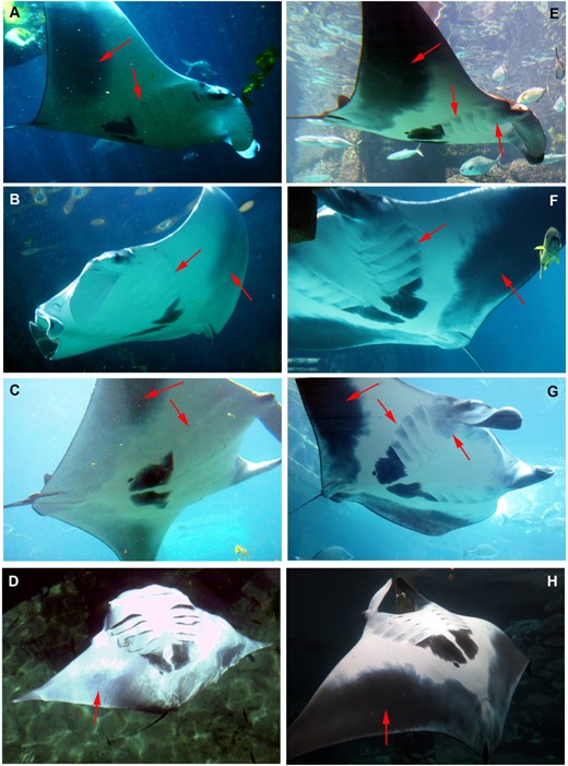 Pigmentation changes are presented on the ventral surface of Manta 2. A, B, C, D, the pigmentation of ventral surface is presented at the time of the first observation period: the pectoral fin margin on the abdominal region was light grey, which extended only until midway, and the gill slits were white without spot markings, E, F, G, H, the pigmentation of the ventral surface is presented at the second observation period: under the cephalic lobes turned grey and the pectoral fin margin on the abdominal region had a strong dark grey, almost black, coloration that reached all the way to the midline. Note the grey spot markings on the gill slits that were not present at the first observation period.